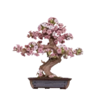 Rolife Sakura Bonsai TG415 | DIY bonsaitræ i træ
